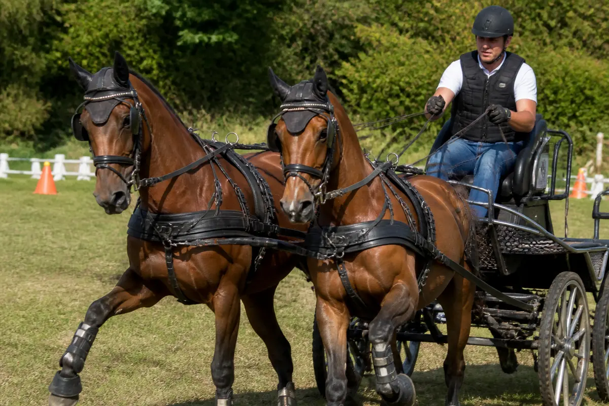 Attelage cheval : Tout savoir sur équipement et discipline
